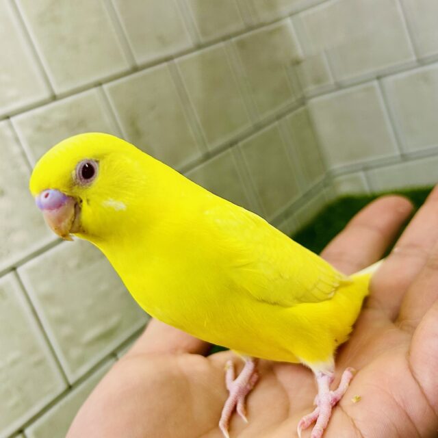 【最新画像更新⭐︎⭐︎】オムにきらり⟡.*パプリカEYES❤️🫑セキセイインコ(ルチノー/2025年11月生まれ)