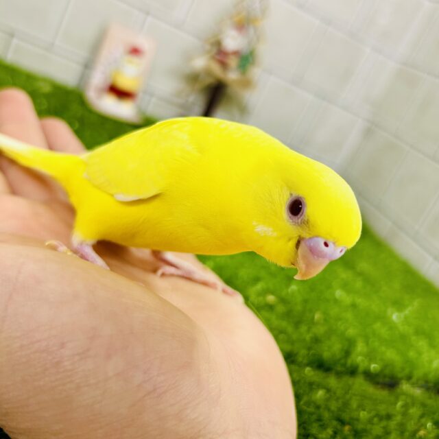 セキセイインコ