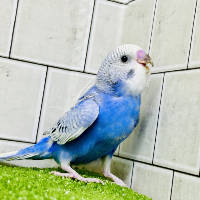 【最新画像更新☆☆】夜空ﾌﾟﾁﾌﾟﾁ🌙*ﾟハジケル果実🫐‎🤍セキセイインコ(ブルースパングル/2025年11月生まれ)
