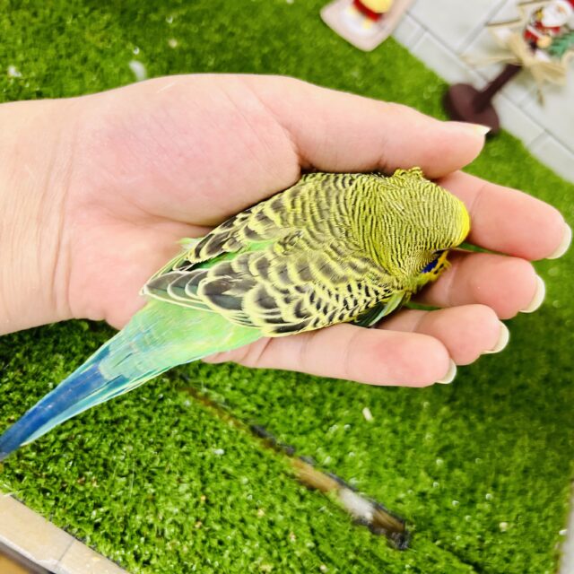 セキセイインコ