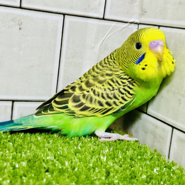 【最新画像更新☆☆】ｼﾏｼﾏパワー発動❕⟡.*さぁ飛ぶぞっ💚🦓セキセイインコ(ノーマル/2025年11月生まれ)