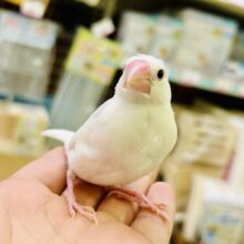 ✨最新画像✨わたあめ飛び込め‎🤍♬.*ﾟブンブーン！✈️💨白文鳥(2025年10月中~下旬生まれ)