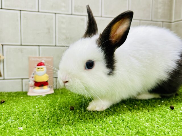 ミニウサギ
