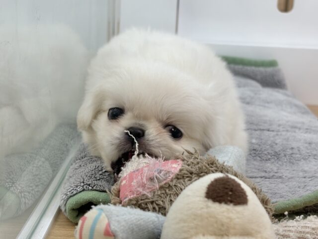 ムチムチボディーの大冒険☆ペキニーズくん! ペキニーズ