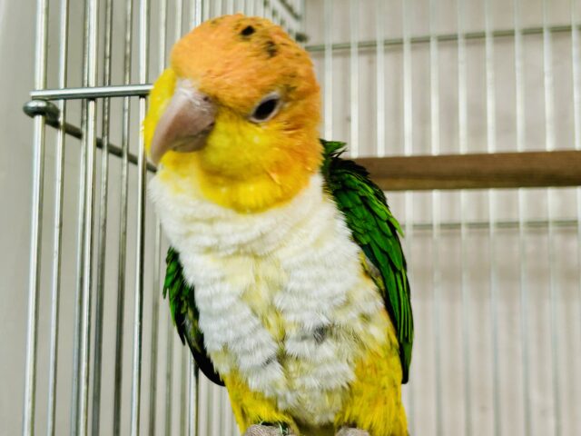 シロハラインコ