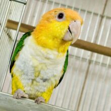 あまアマ目指して全力疾走ε≡≡ﾍ( ´Д`)ﾉ　シロハラインコ