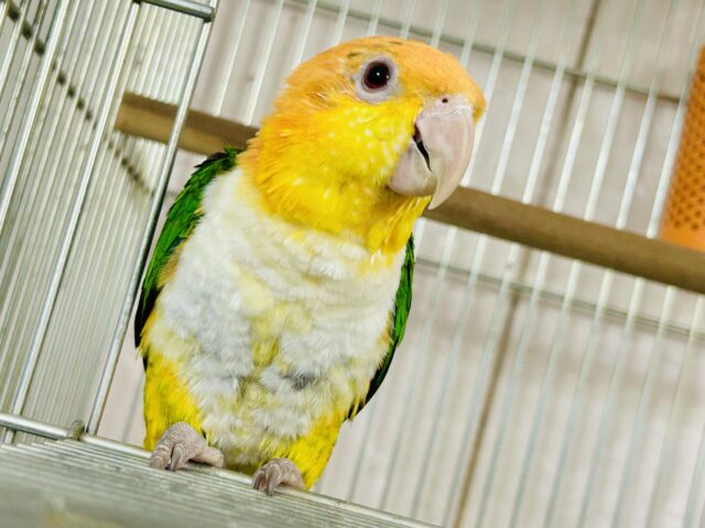 あまアマ目指して全力疾走ε≡≡ﾍ( ´Д`)ﾉ　シロハラインコ