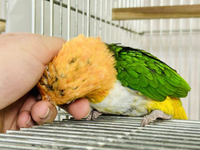 シロハラインコ