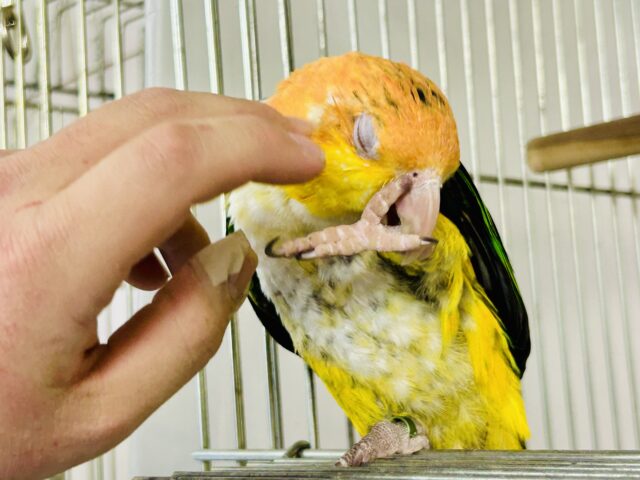 シロハラインコ