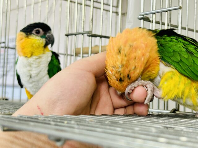 シロハラインコ