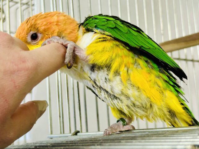 シロハラインコ