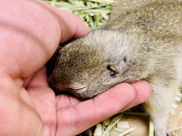 リチャードソンジリス