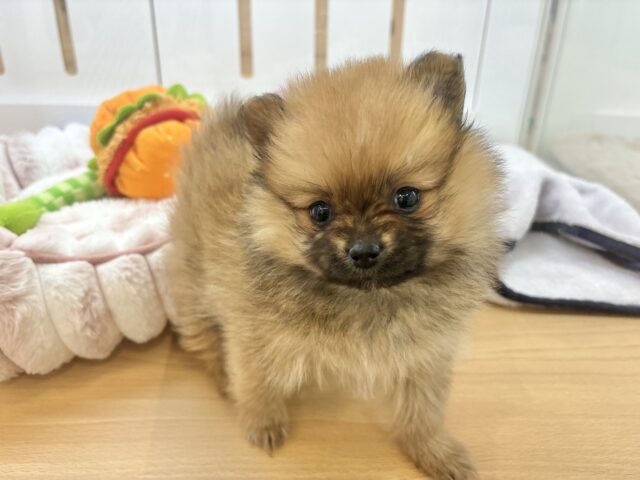 毛玉が大はしゃぎ!?ポメラニアンちゃん! ポメラニアン