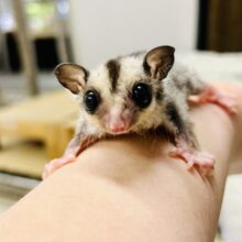 ミルクうまうま🍼　フクロモモンガ