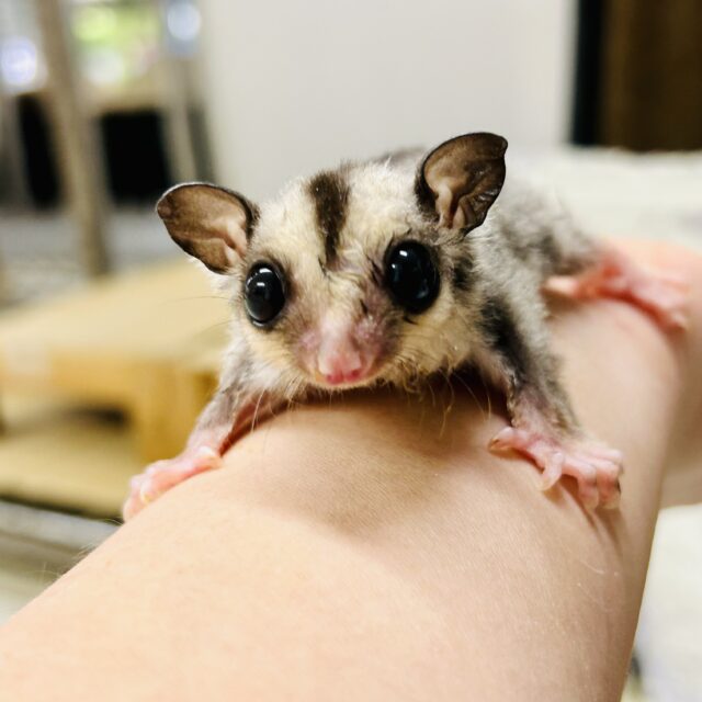 ミルクうまうま🍼　フクロモモンガ