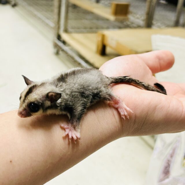 フクロモモンガ