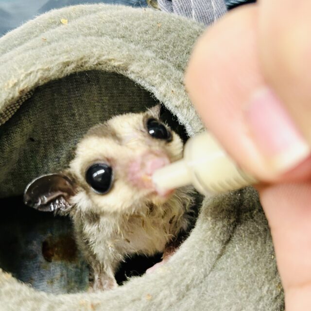 フクロモモンガ