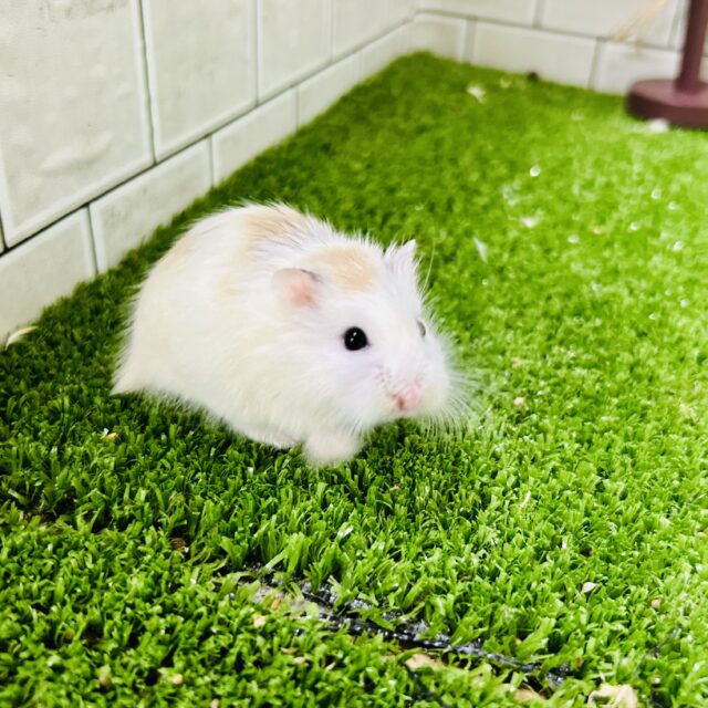 ロボロフスキーハムスター