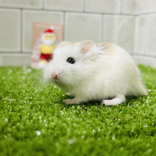 ロボロフスキーハムスター