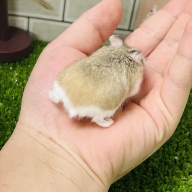 ロボロフスキーハムスター