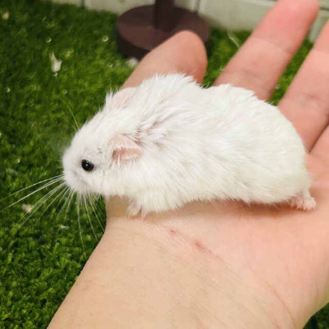 寒い時期は仲良くおしくらまんじゅう(●´ω`●) ロボロフスキーハムスター ロボロフスキーハムスター