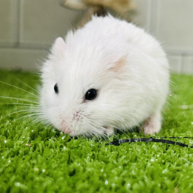 ロボロフスキーハムスター