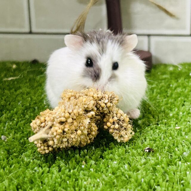 ロボロフスキーハムスター