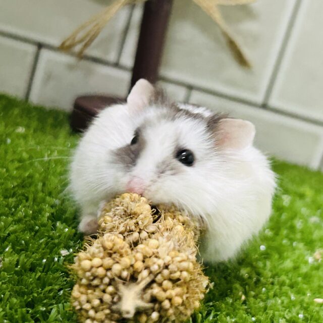 寒い時期は仲良くおしくらまんじゅう(●´ω`●) ロボロフスキーハムスター ロボロフスキーハムスター