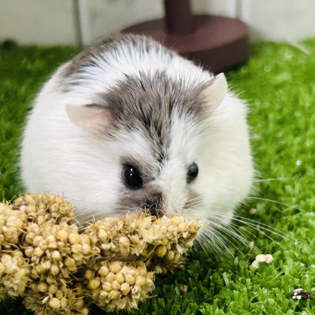 ロボロフスキーハムスター