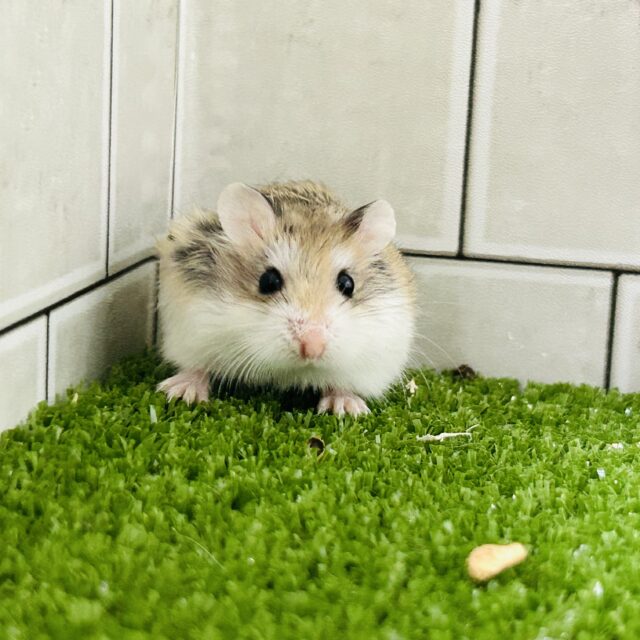 ロボロフスキーハムスター