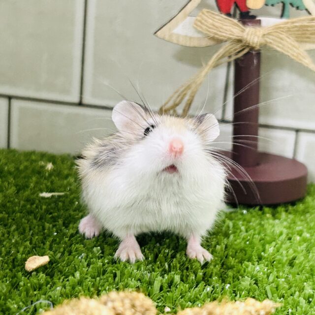 ロボロフスキーハムスター