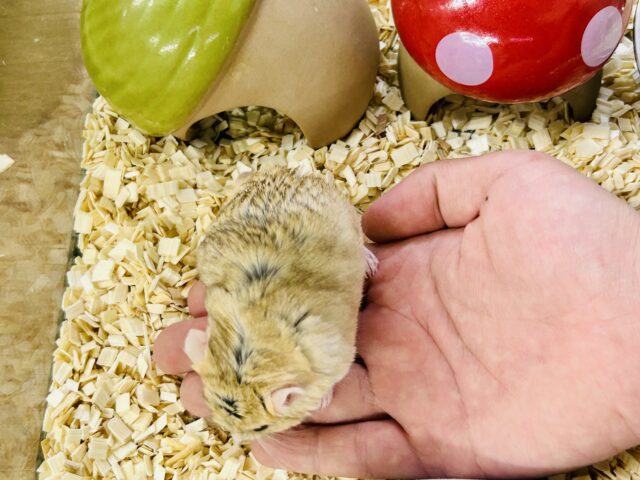 マカロニマウス（ファットテールジャービル、オブトアレチネズミ）