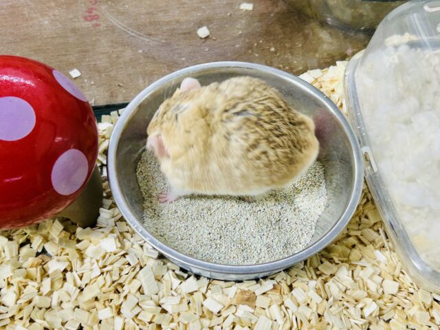 マカロニマウス（ファットテールジャービル、オブトアレチネズミ）