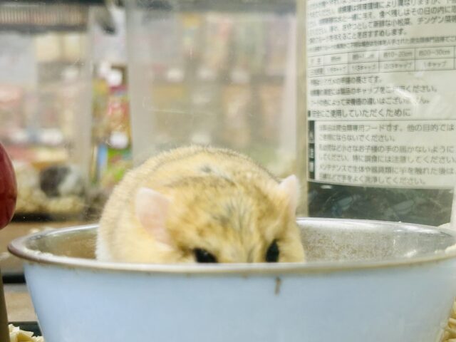 マカロニマウス（ファットテールジャービル、オブトアレチネズミ）