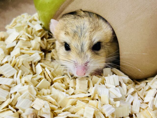 マカロニマウス（ファットテールジャービル、オブトアレチネズミ）