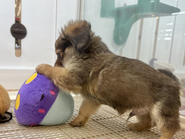 好きが止まらな〜〜い♥ダップーチーくん! ダップーチー