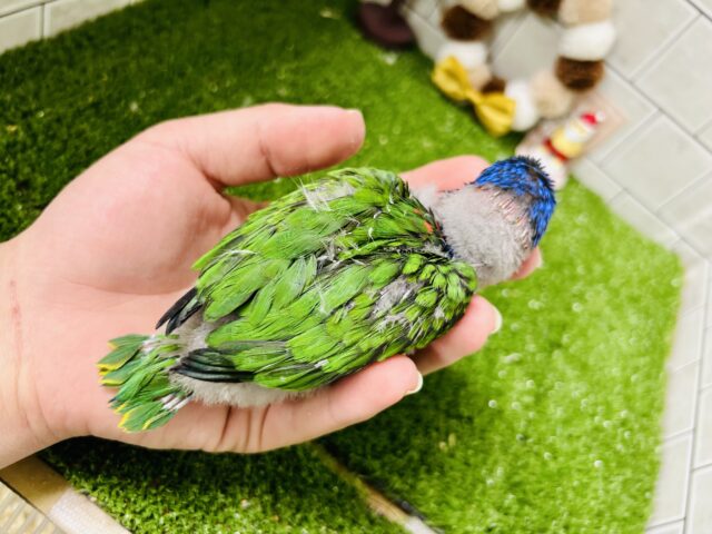 【最新画像更新☆☆】雨あがりはハレバレレインボー🌈(^_-)-☆ ゴシキセイガイインコ ゴシキセイガイインコ