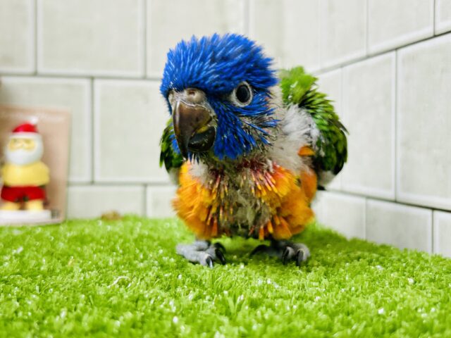 ゴシキセイガイインコ