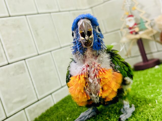 【最新画像更新☆☆】雨あがりはハレバレレインボー🌈(^_-)-☆ ゴシキセイガイインコ ゴシキセイガイインコ