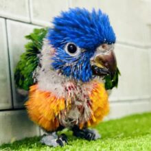 雨あがりはハレバレレインボー🌈(^_-)-☆　ゴシキセイガイインコ