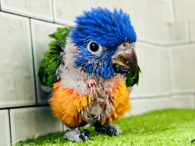 【最新画像更新☆☆】雨あがりはハレバレレインボー🌈(^_-)-☆ ゴシキセイガイインコ ゴシキセイガイインコ