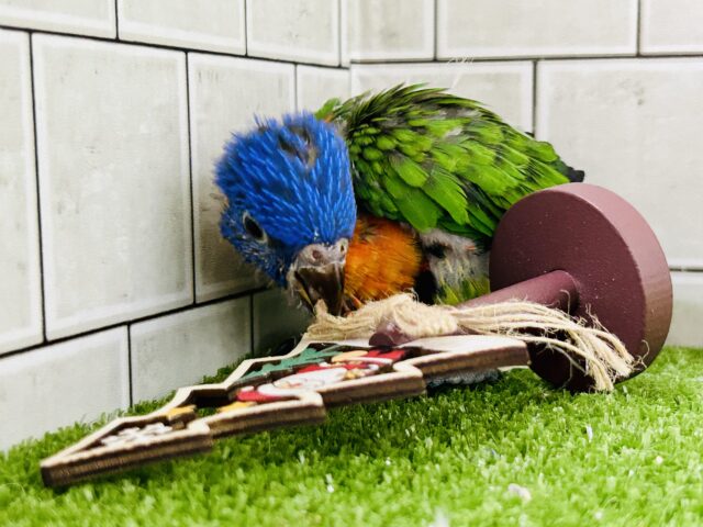 【最新画像更新☆☆】雨あがりはハレバレレインボー🌈(^_-)-☆ ゴシキセイガイインコ ゴシキセイガイインコ