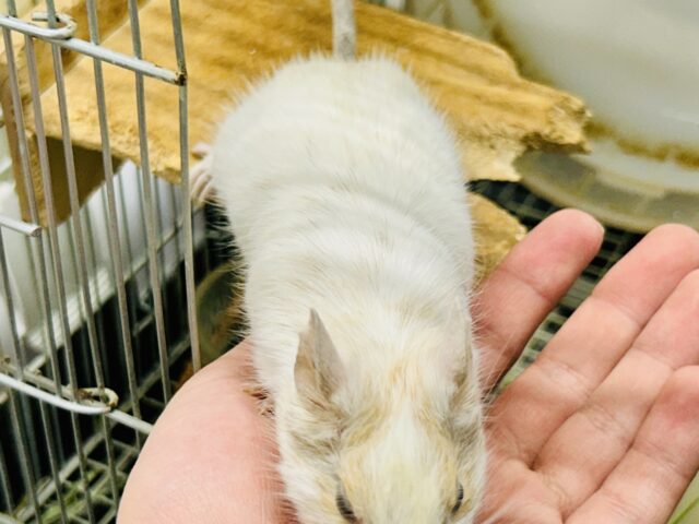 【最新画像更新☆☆】ちょこっとビターにネ♪♪ デグー デグー