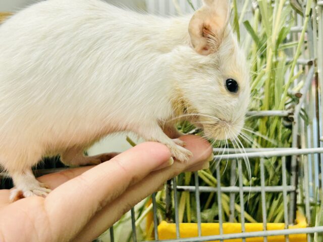 【最新画像更新☆☆】ちょこっとビターにネ♪♪ デグー デグー