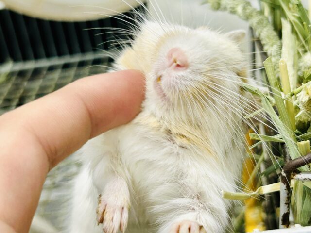 【最新画像更新☆☆】ちょこっとビターにネ♪♪　デグー