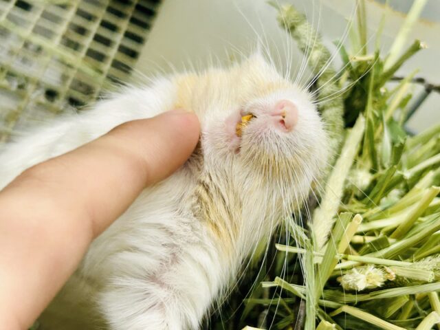 【最新画像更新☆☆】ちょこっとビターにネ♪♪ デグー デグー