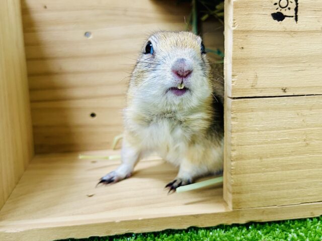 リチャードソンジリス