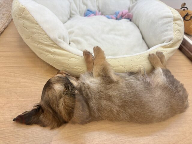 好きが止まらな〜〜い♥ダップーチーくん! ダップーチー