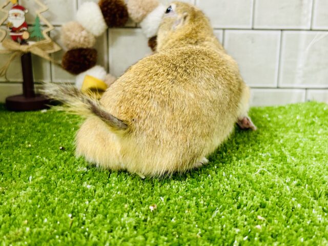 リチャードソンジリス