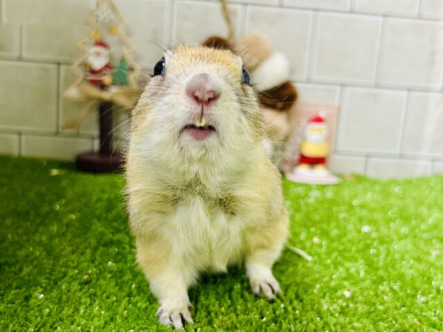 リチャードソンジリス